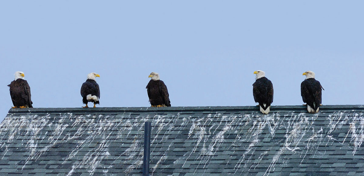 An image of five eagles perched in a row on a roof.