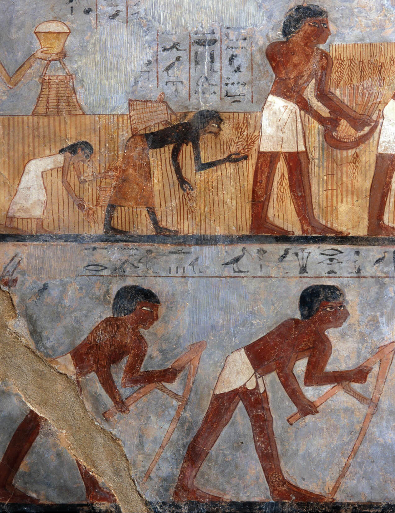 A fourteen fifty BC mural painting from the tomb of Unsu, a grain accountant in the early Eighteenth Dynasty. The fragment shown displays two people at work on agricultural operations in Thebes, which Unsu supervised. 