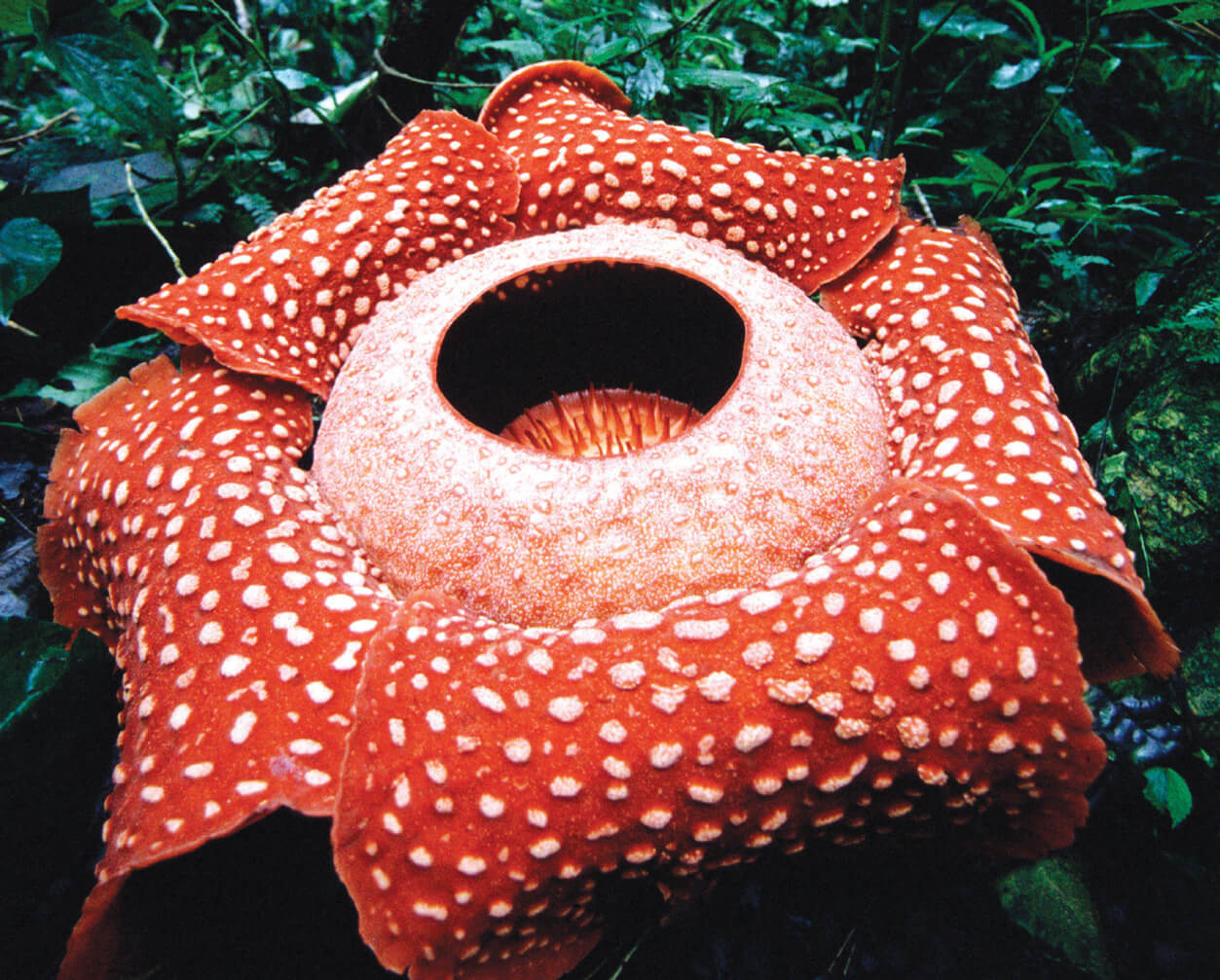 Rafflesia arnoldii, the “greatest prodigy of the vegetable world.”