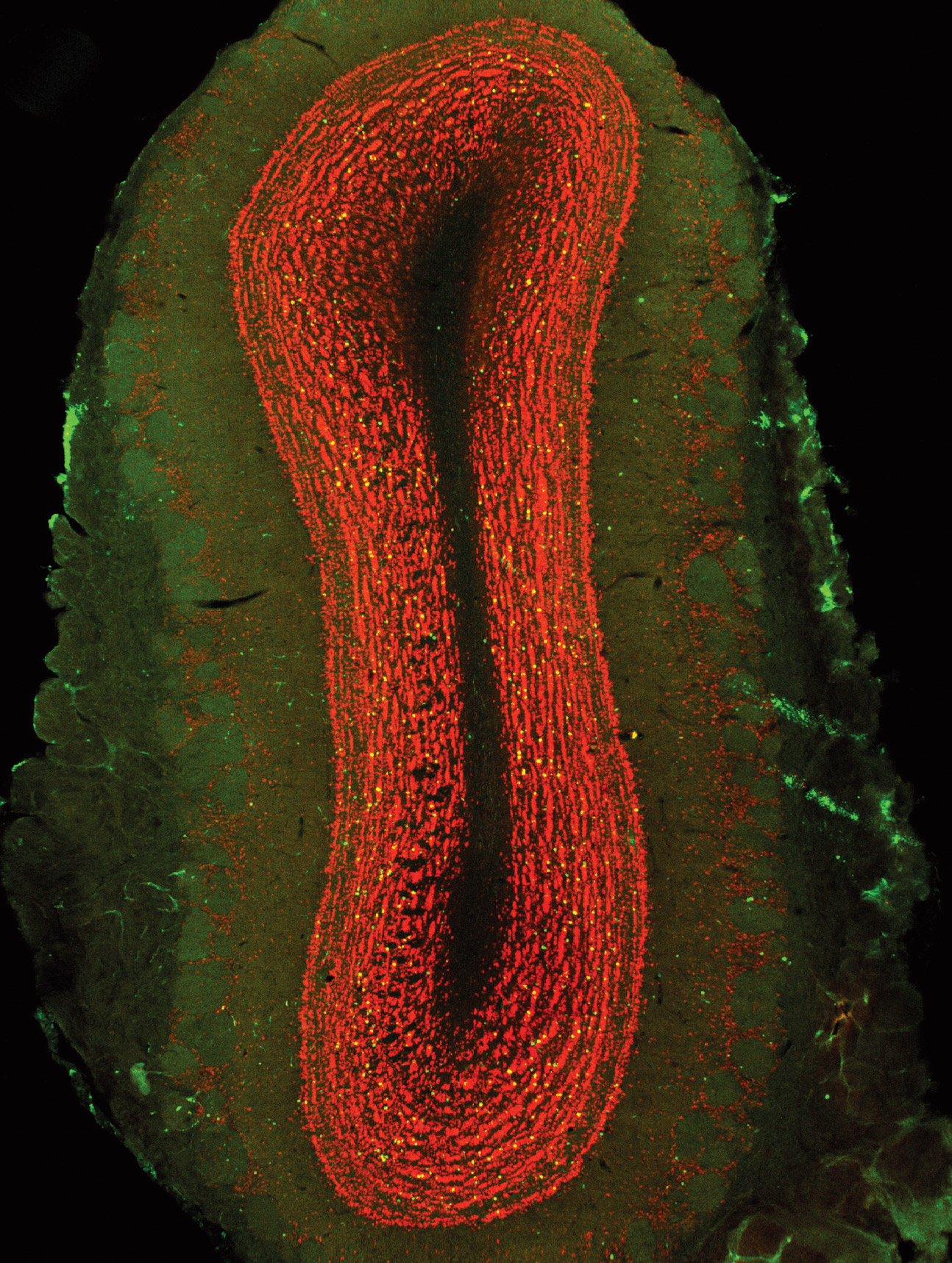 The front of a postcard, depicting an ovular cross-section of a rat's olfactory bulb. 