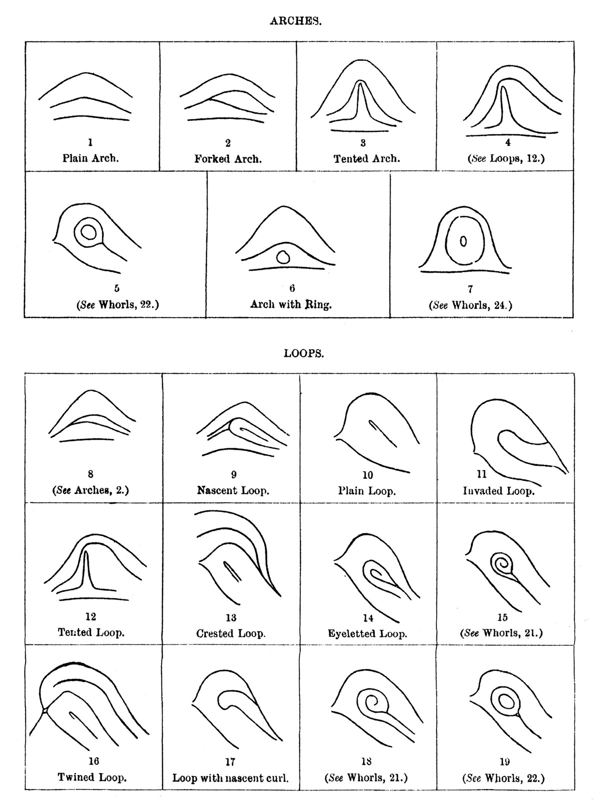 A chart from Francis Galton’s eighteen ninety two “Finger Prints,” depicting examples of different types of so-called arches and loops in fingerprints used for his new identificatory technique.