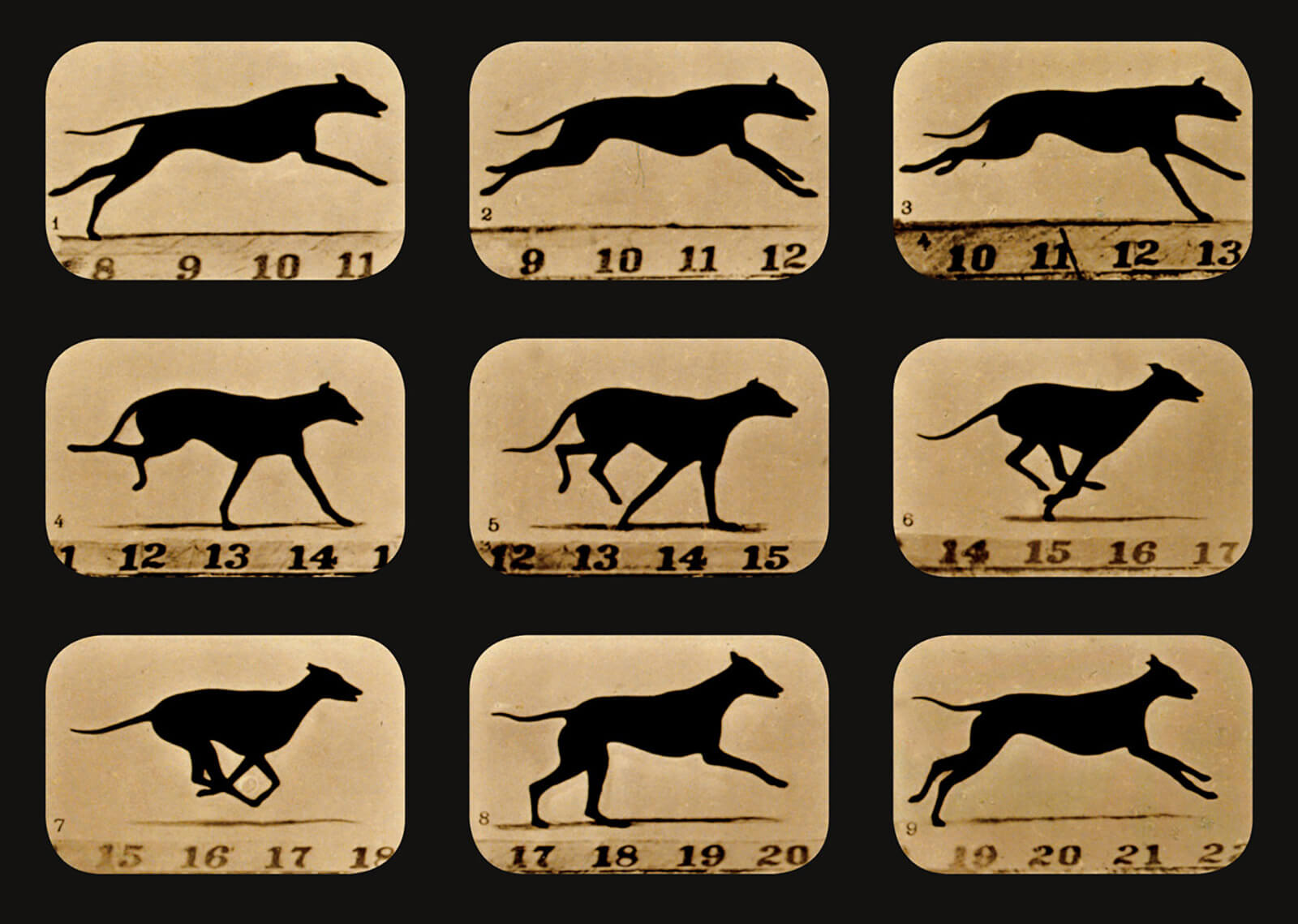 Eadweard Muybridge’s study of a greyhound’s gait, conducted as part of his famous study of various animals in motion, ca. 1878–1879.