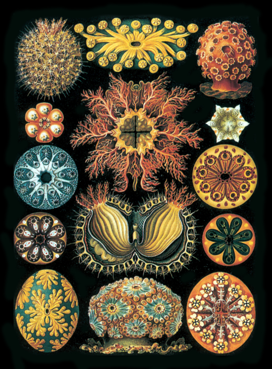 Plate 85 of Ernst Haeckel's book “Art Forms in Nature.”