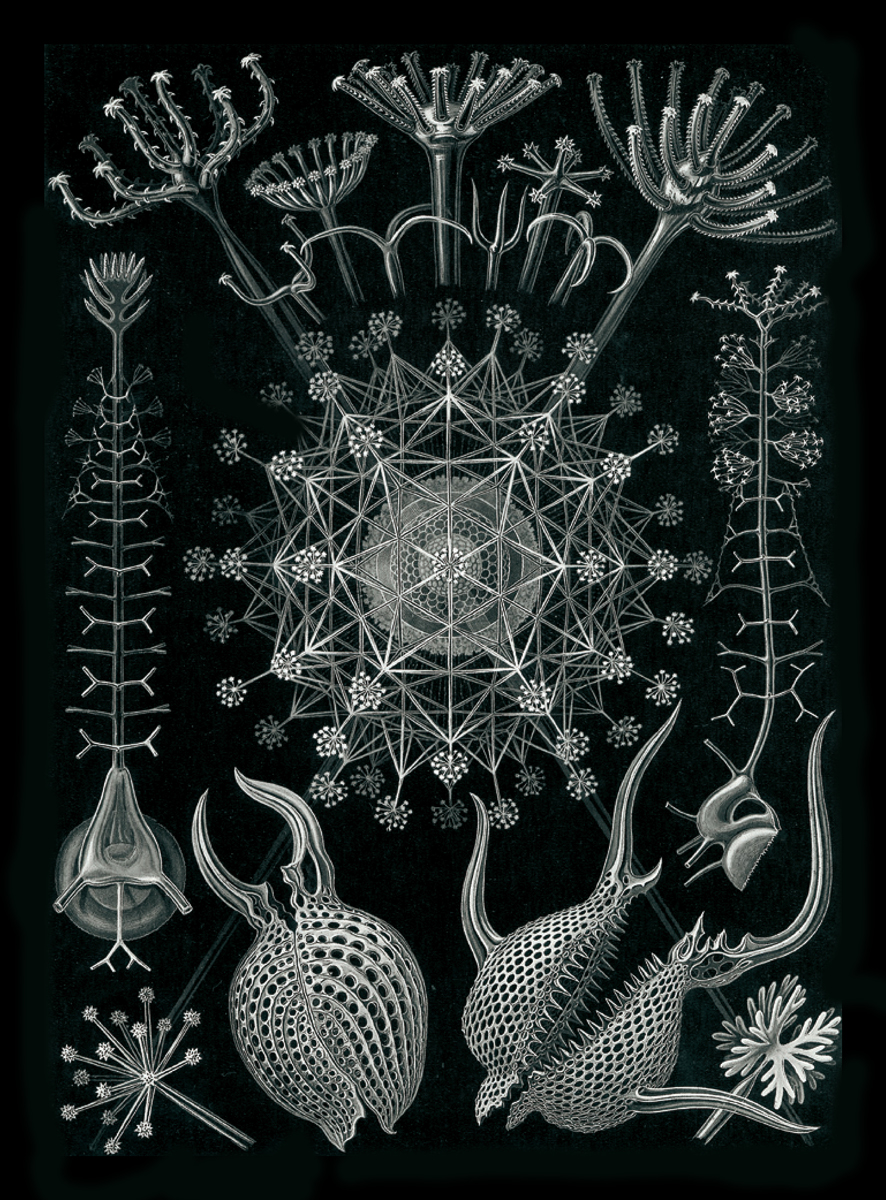 Plate 61 of Ernst Haeckel's book “Art Forms in Nature.”