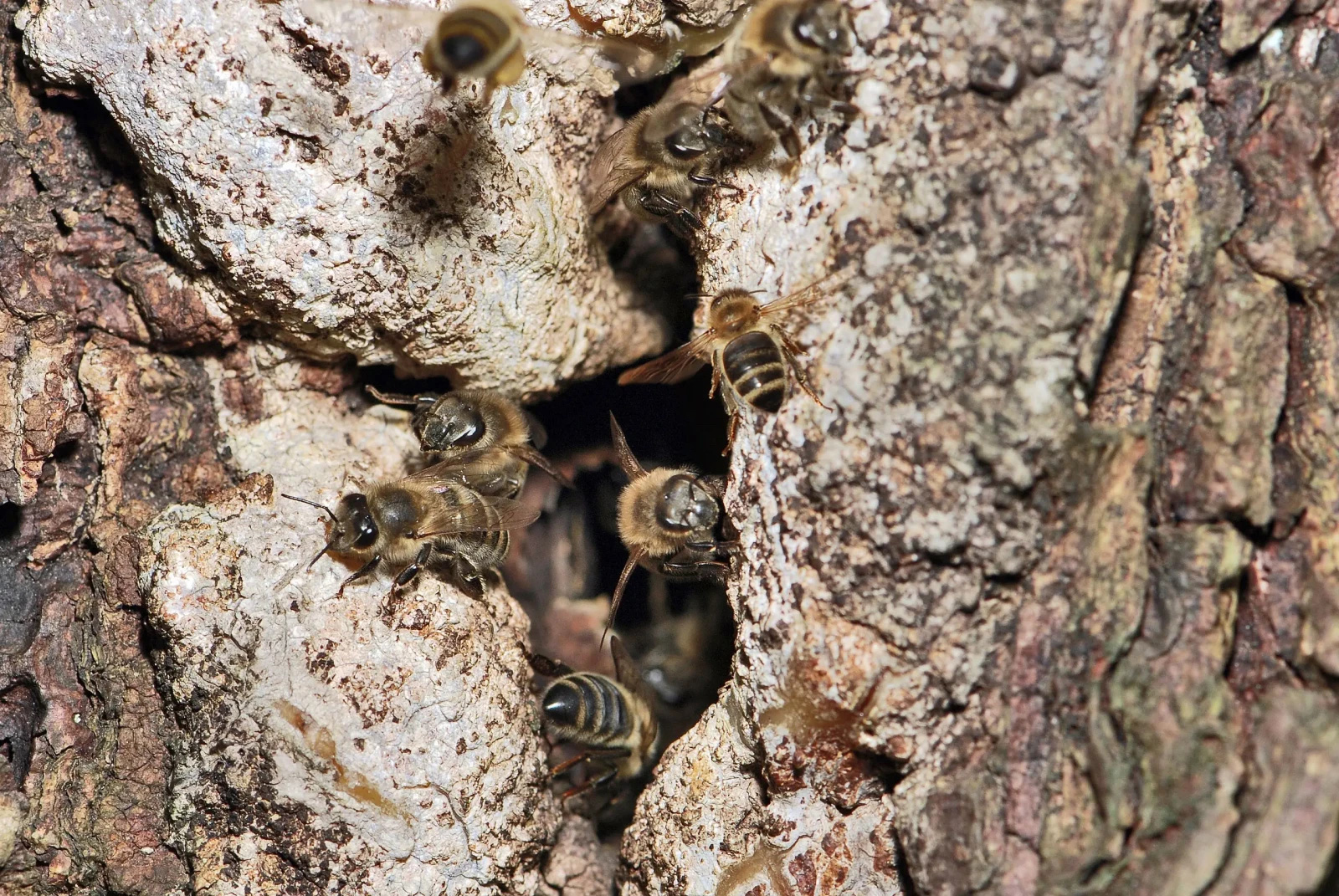 Bees crawl over the bark of a tree