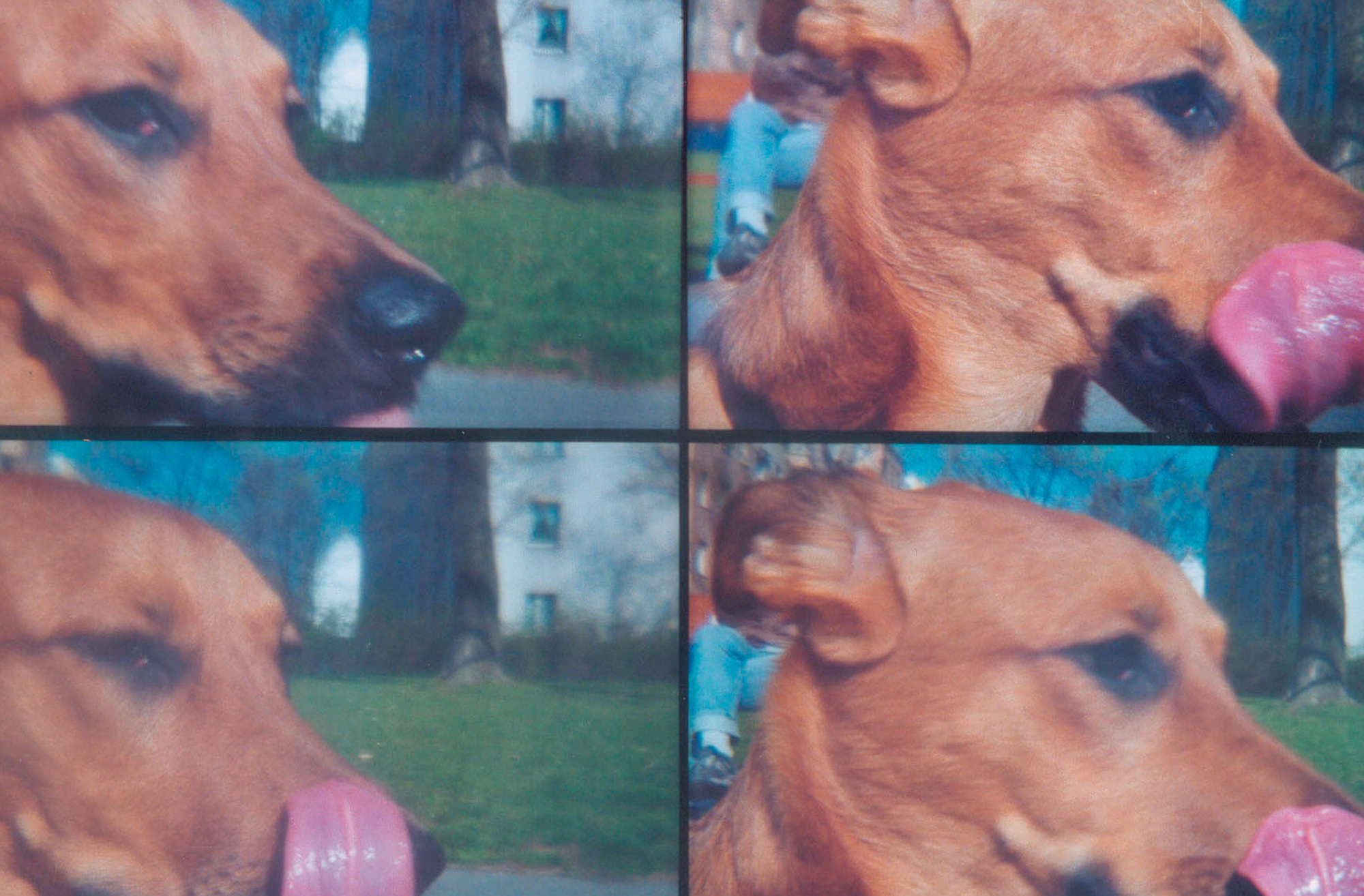 Four Lomographic images depicting a dog's head.